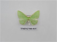 藏品(尺蛾255)的圖片